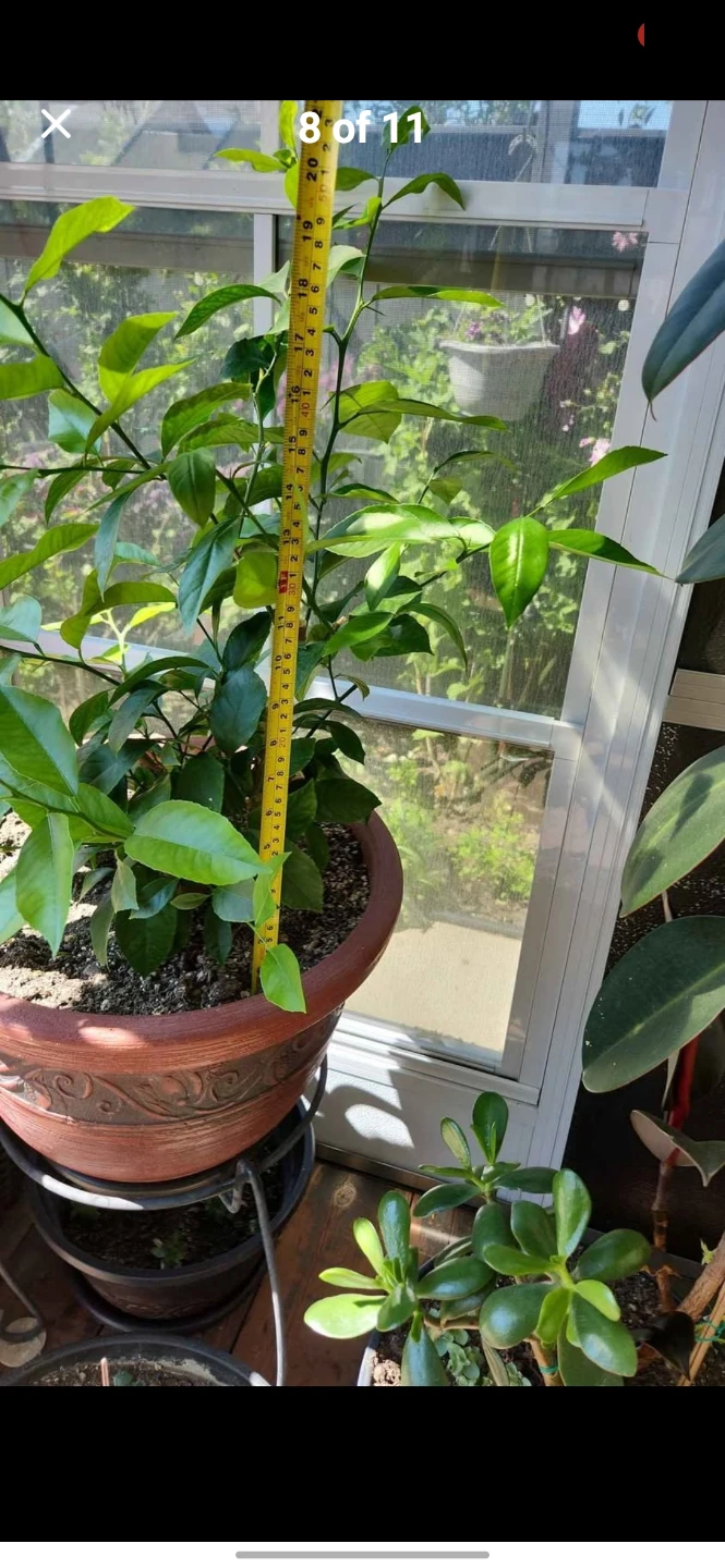 Home Plants - photo 5