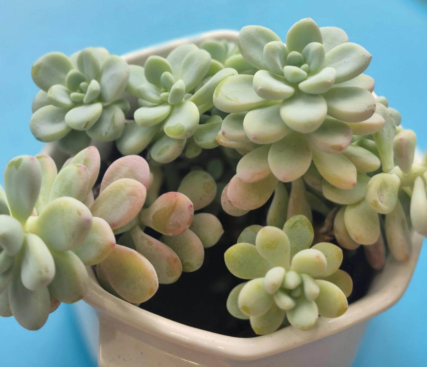 Potted Succulent Plant