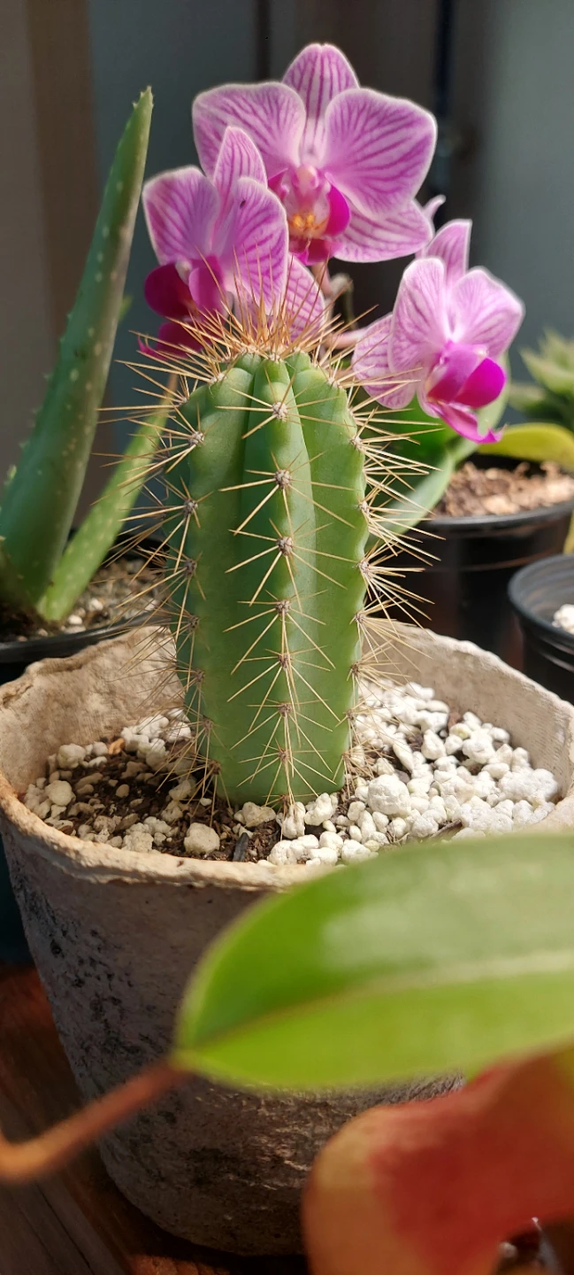 Small Cactus (blue torch cactus)