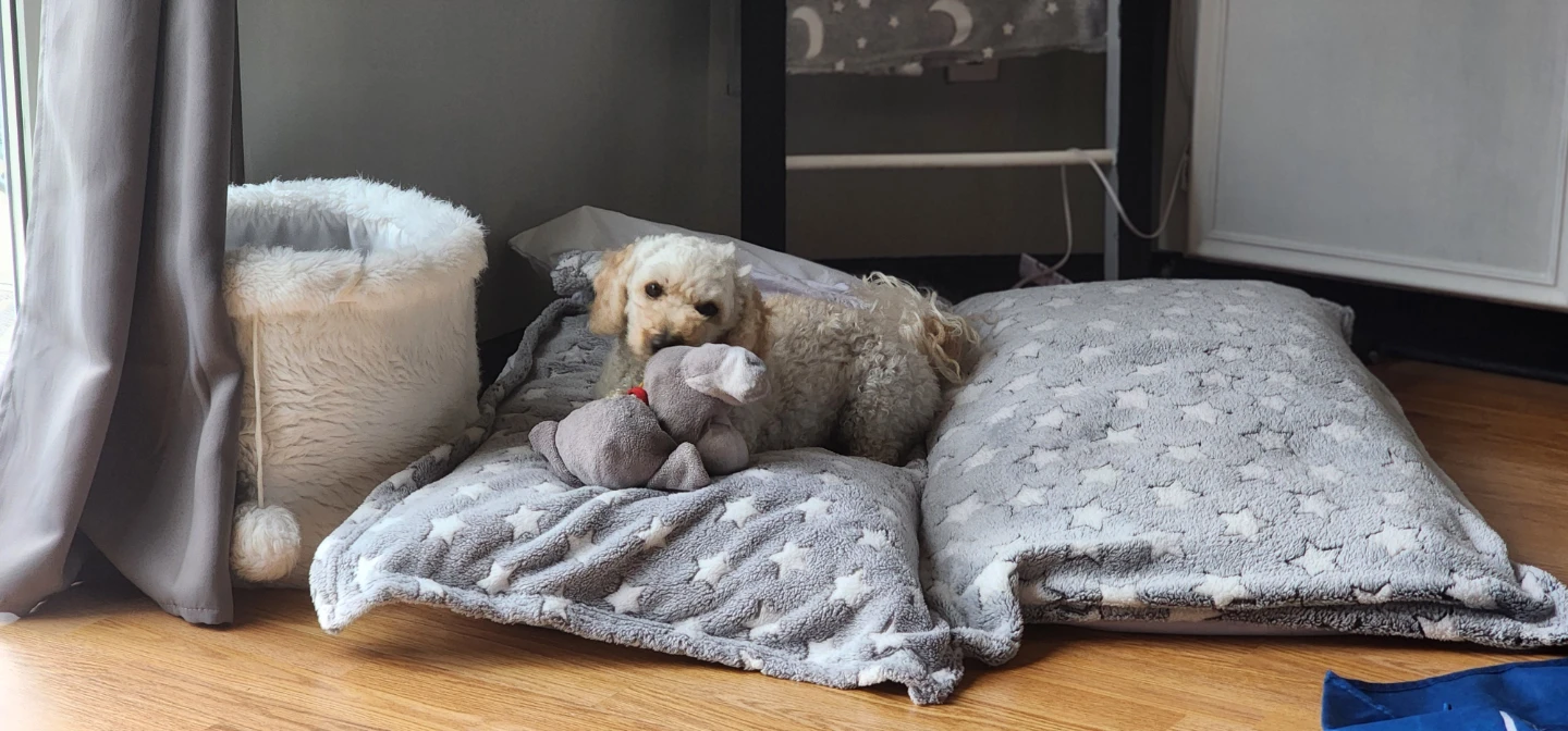 'Brooke's Fur Baby Dog Beds' - photo 5