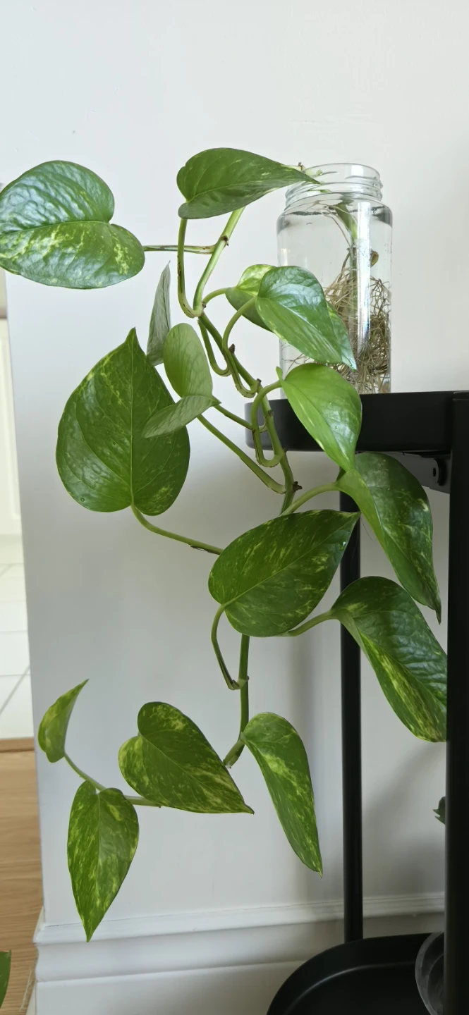 Trailing Pothos in Glass Jar🌿🌿