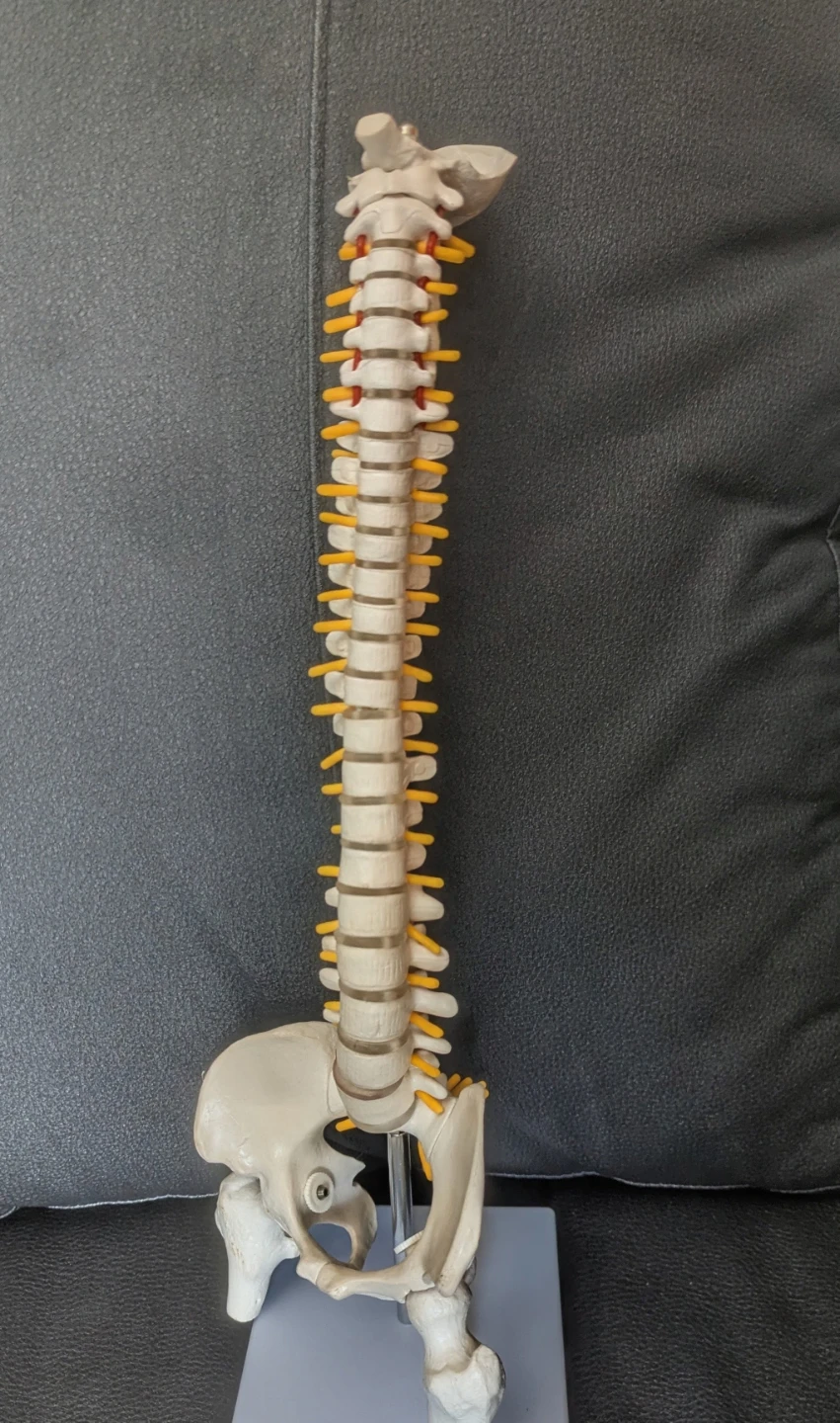 Human Spine Model Vertebral Column Anatomy&Female Pelvis model