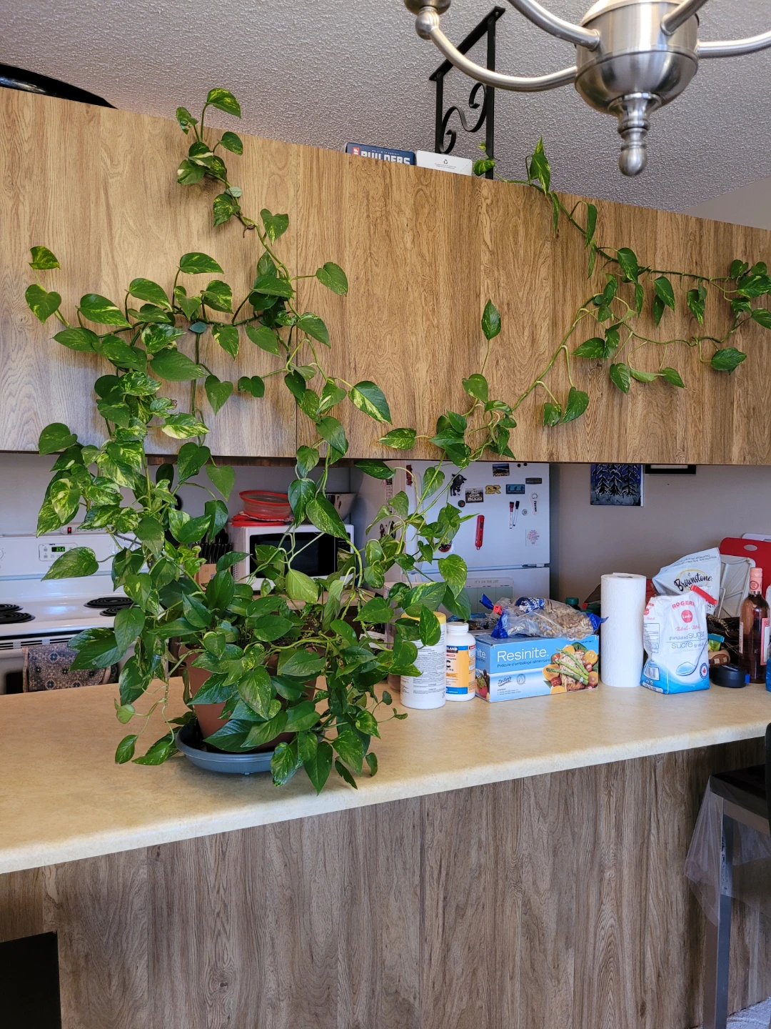 Large Golden Pothos Houseplant