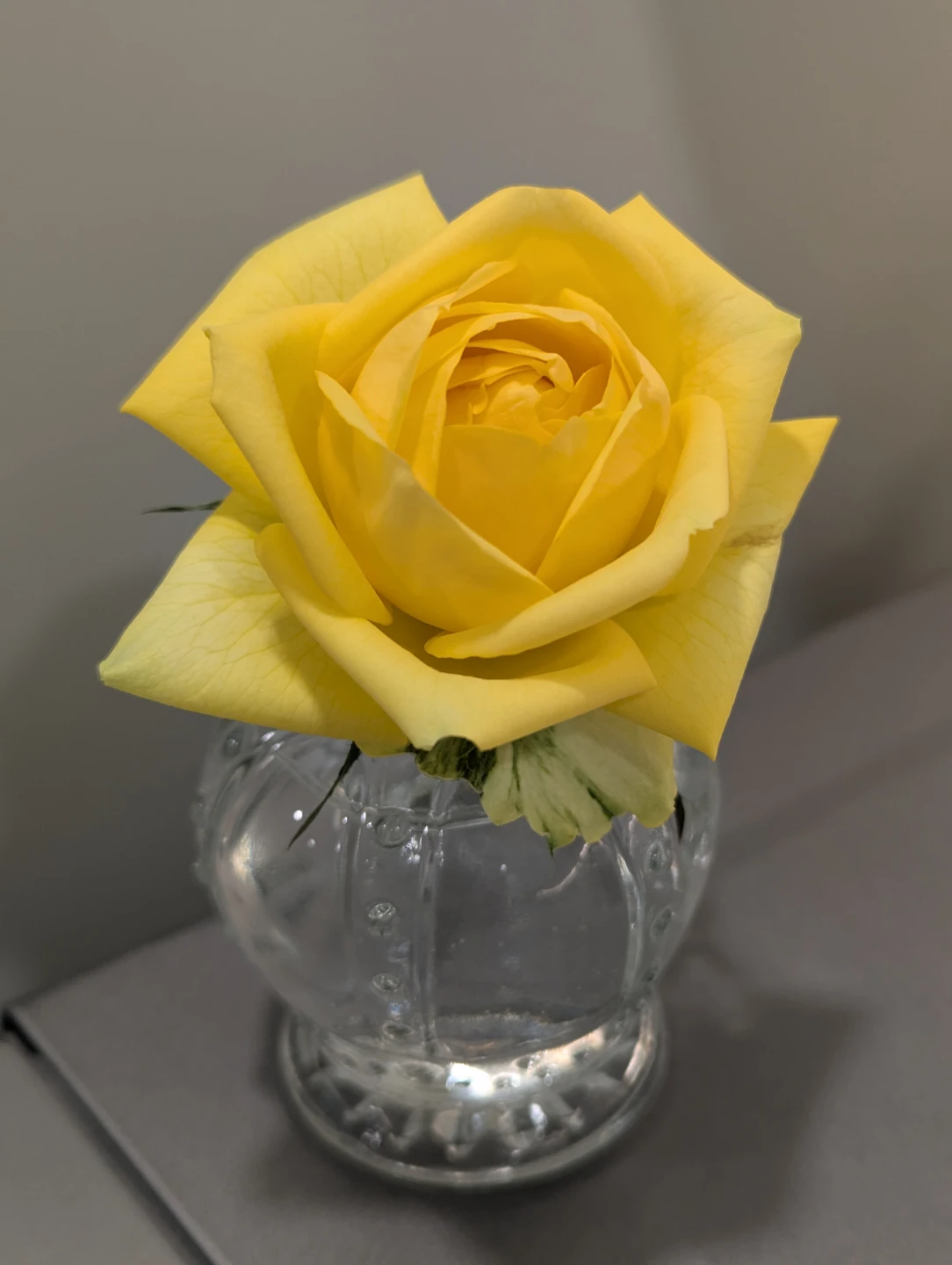 Yellow Rose Plant - photo 3