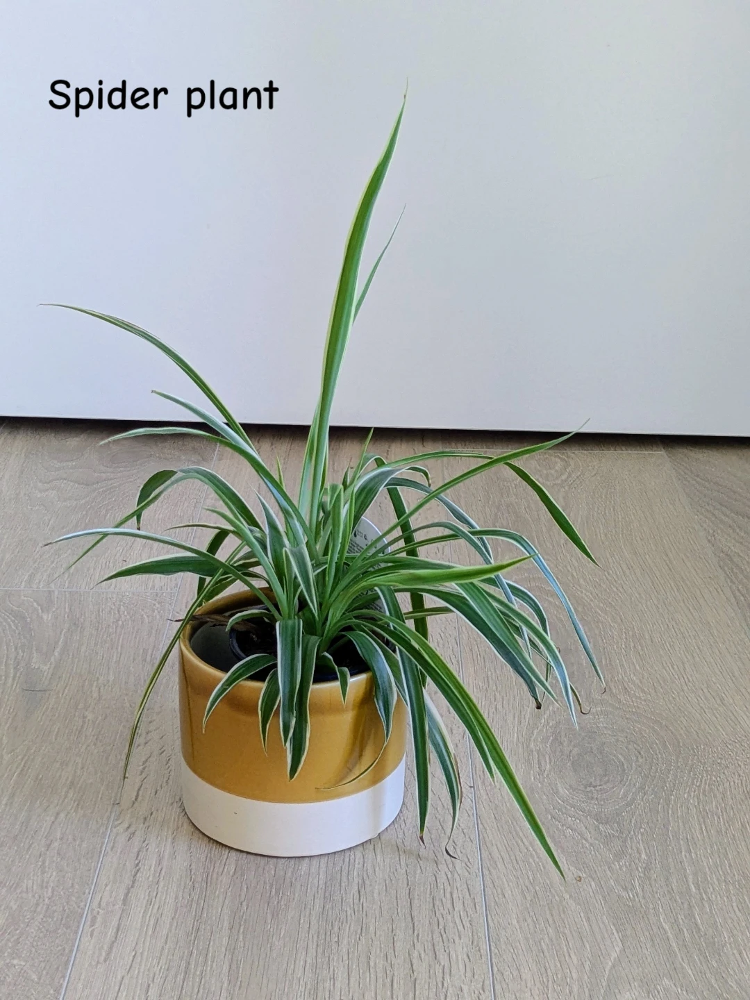Multiple healthy indoor houseplants - photo 3