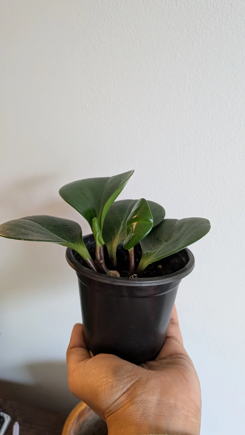 Peperomia Obtusifolia Baby Rubber Plant - photo 2