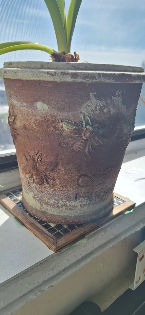 Amaryllis Plant in Decorative Bee Pot - photo 2
