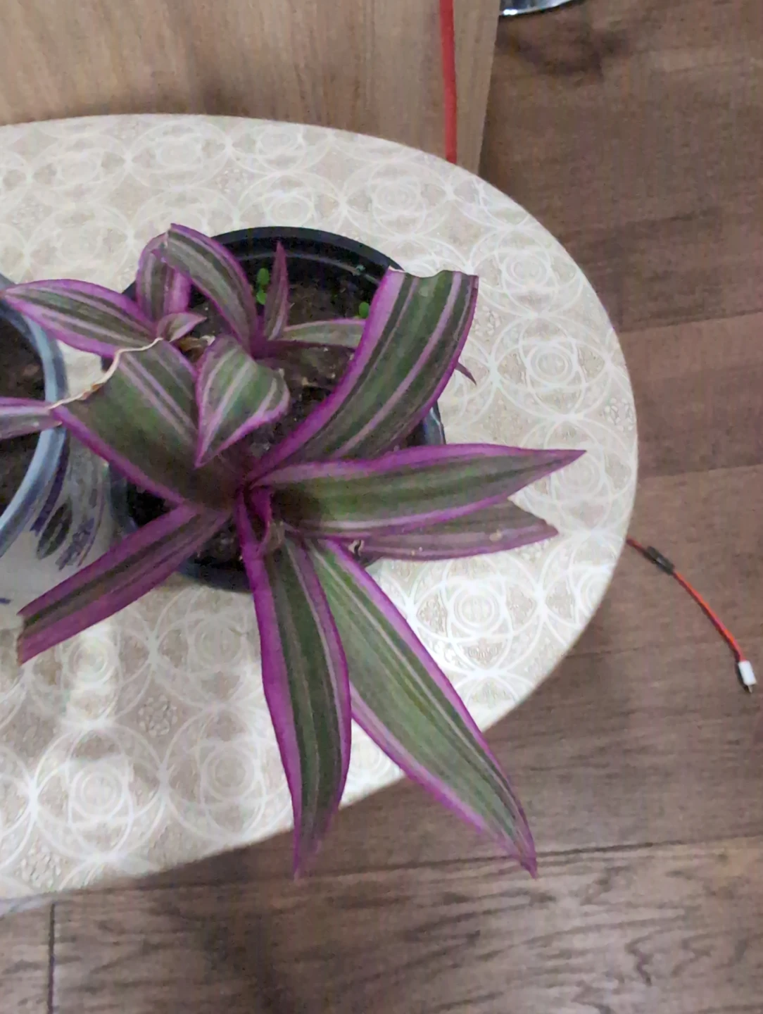 Tradescantia Spathacea Plants - photo 3