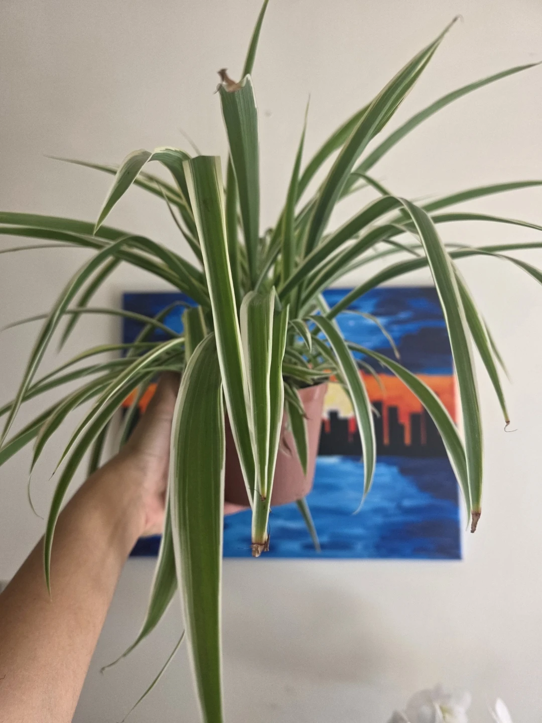 Large Spider Plant in nursery pot - photo 2