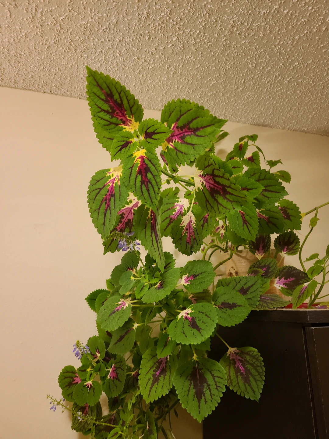Large Potted Coleus Plant - photo 3