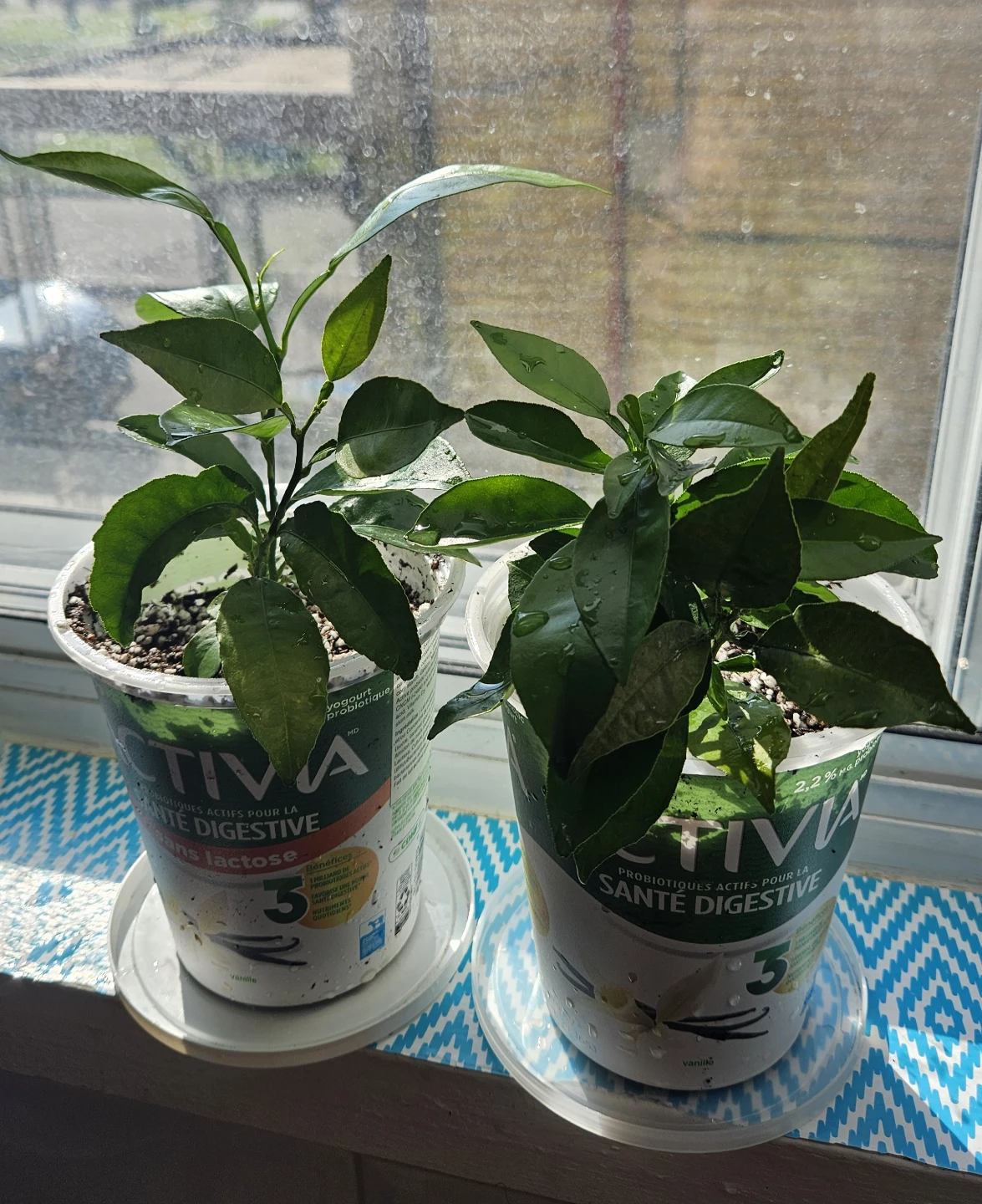 Orange Tree Seedlings ($5 each)