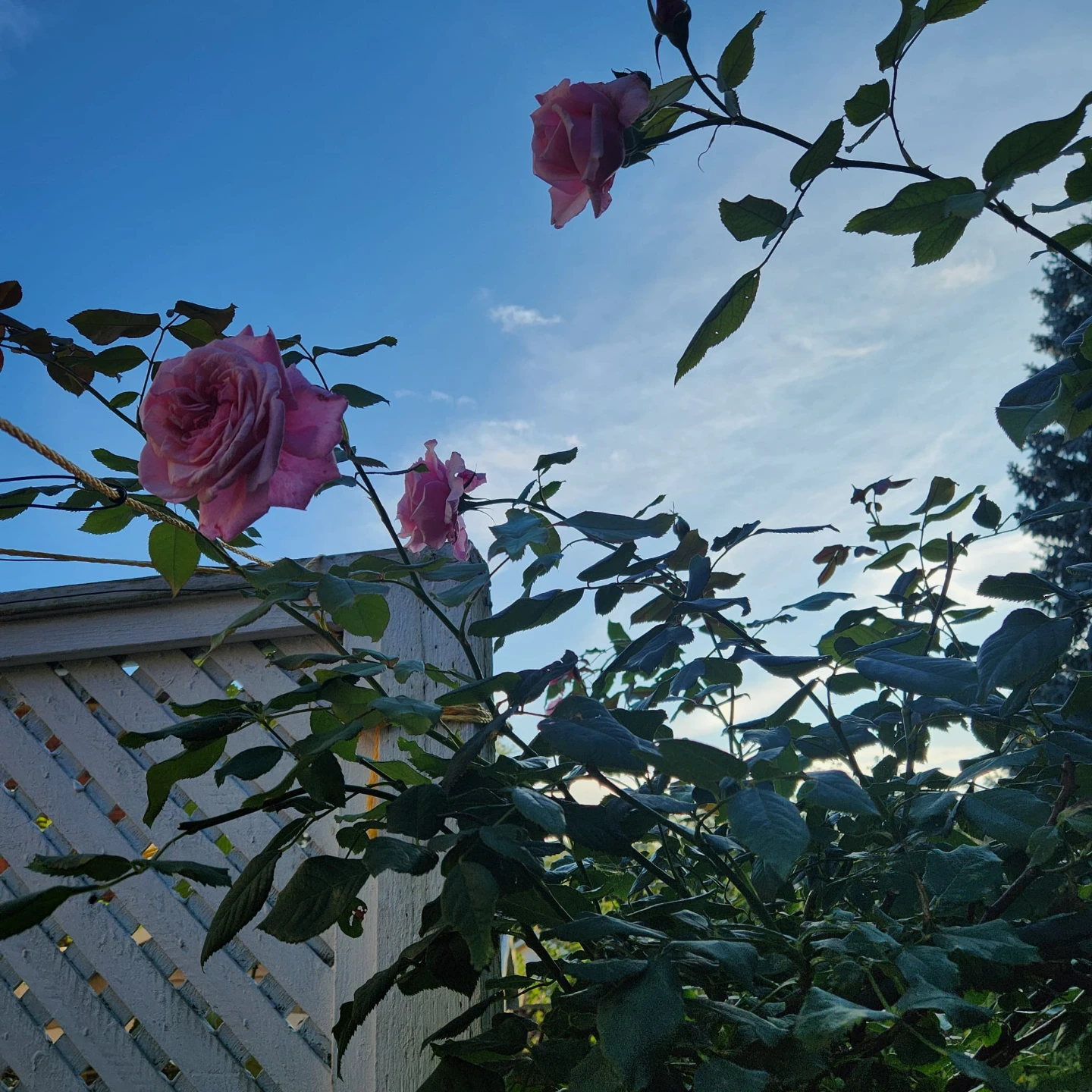 Kiss me Kate Pink Climbing Rose - photo 5