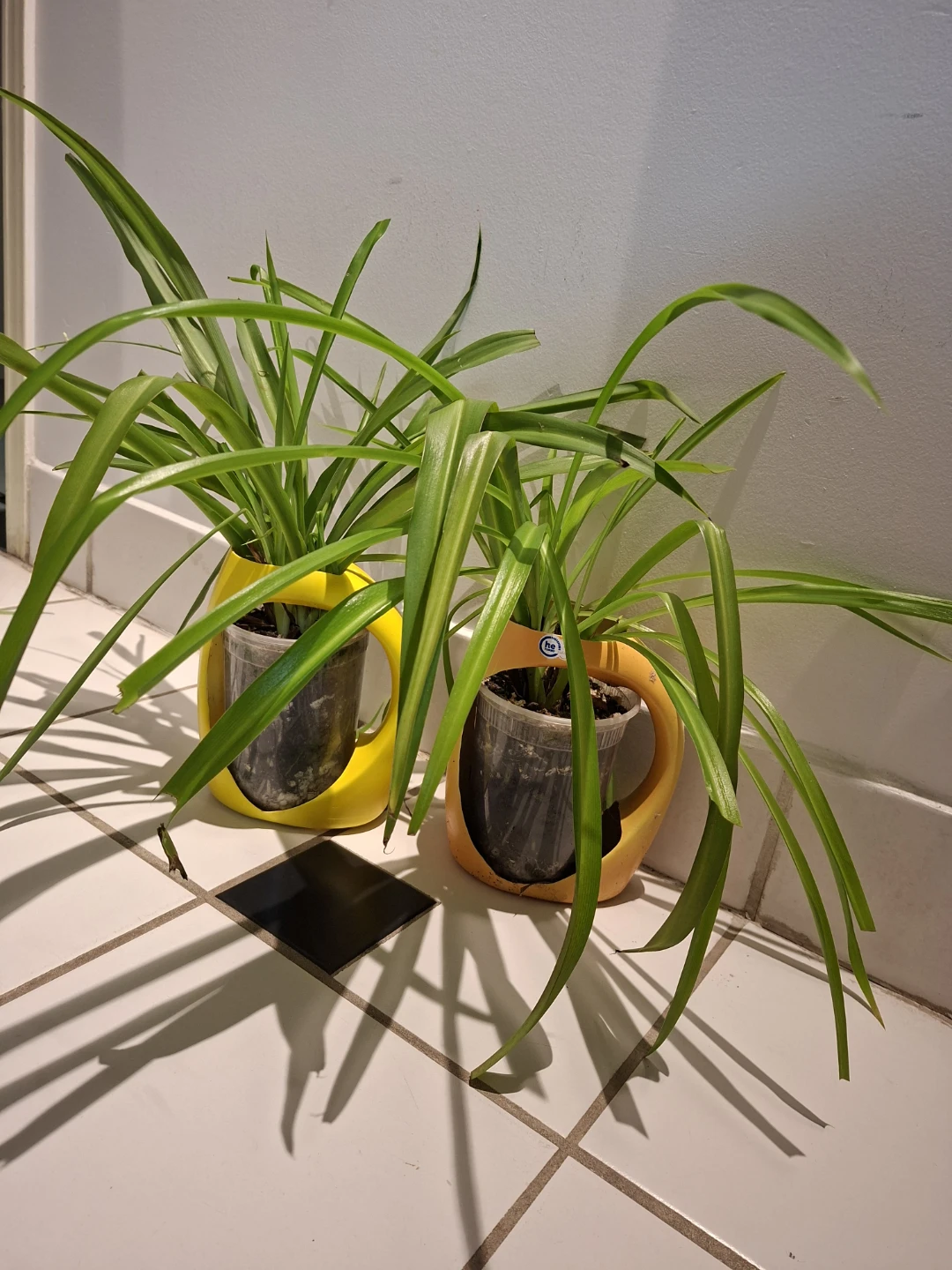 Two Spider Plants in Yellow Plastic Planters - photo 2