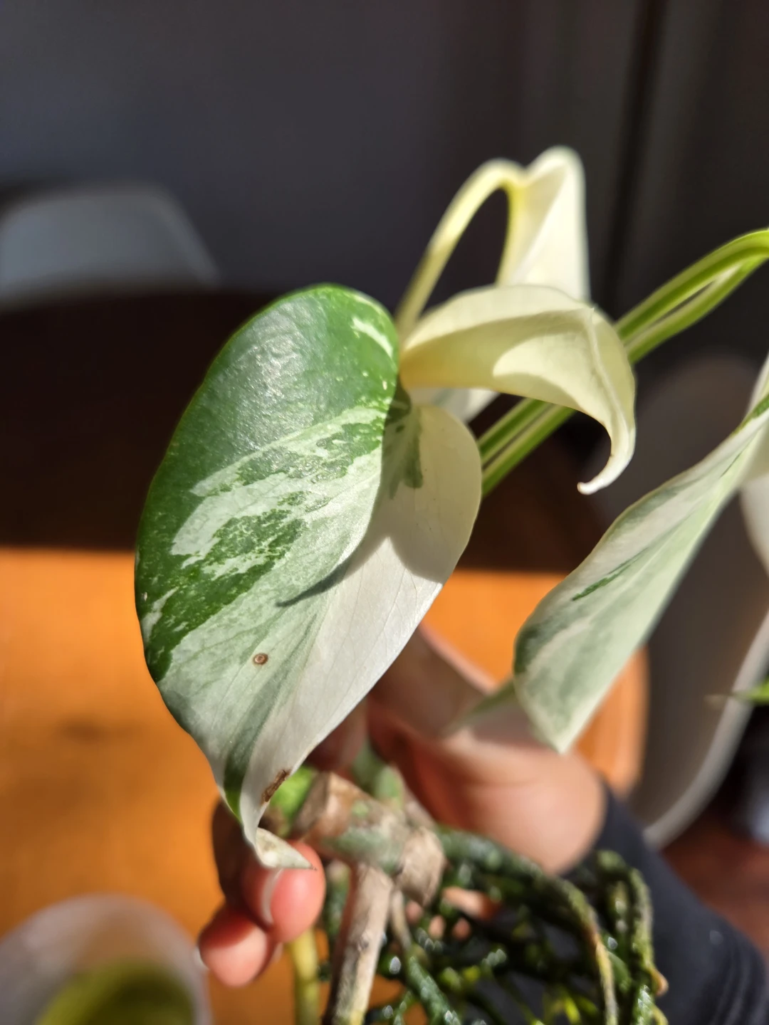 Monstera albo - photo 5