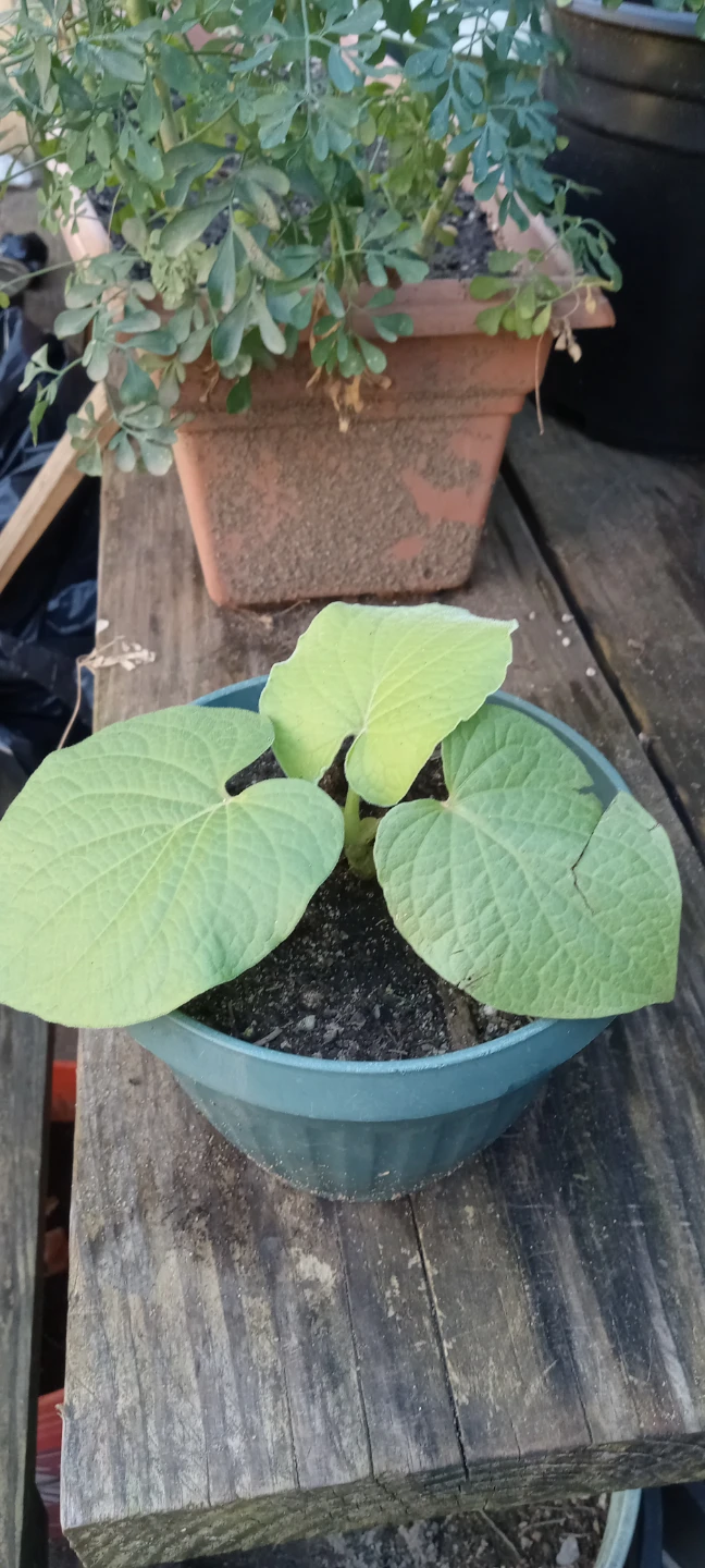 HOJA SANTA PLANTAS EN MACETA