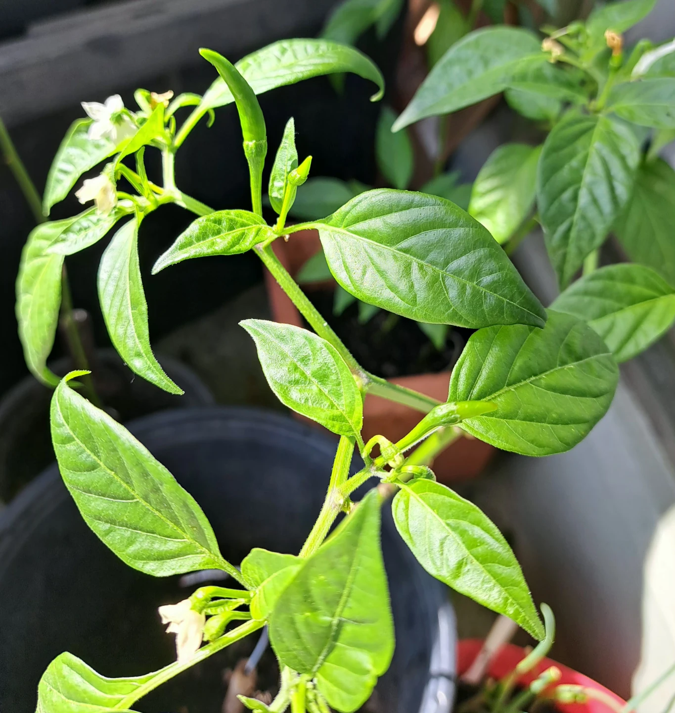 Healthy Chilli Pepper Plant