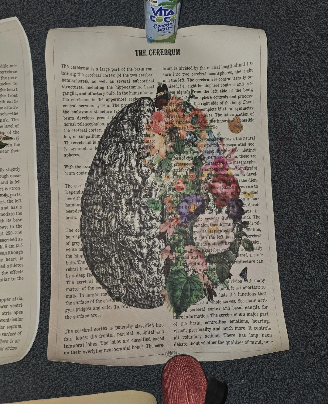 Anatomical brain, heart, plane prints, neuroscience poster - photo 2