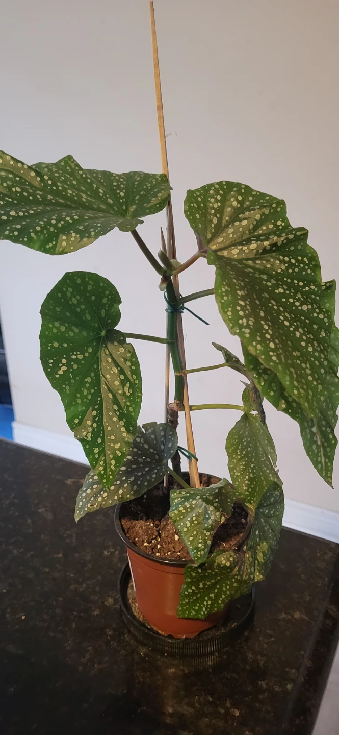 Polka Dot Begonia giant