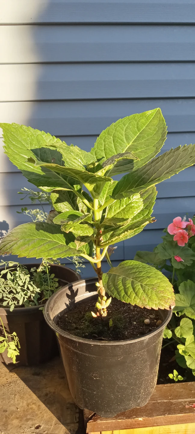 Ortencia Rosa/Potted Hydrangea Plant - photo 2