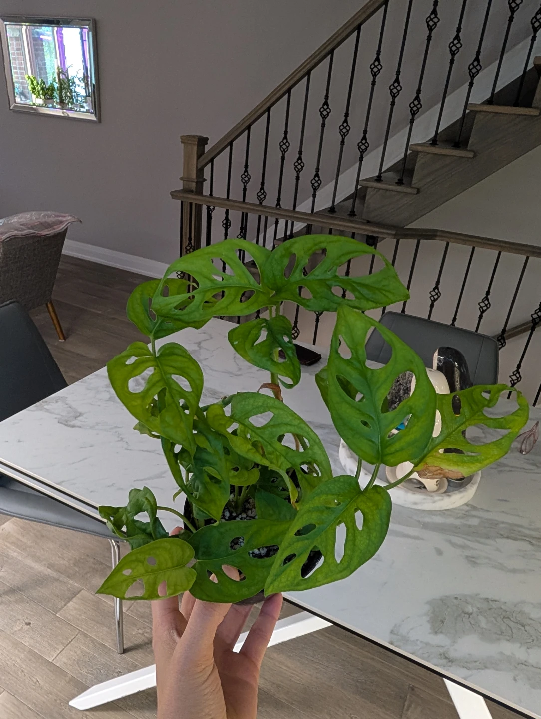 Monstera Adansonii (Swiss Cheese Plant)