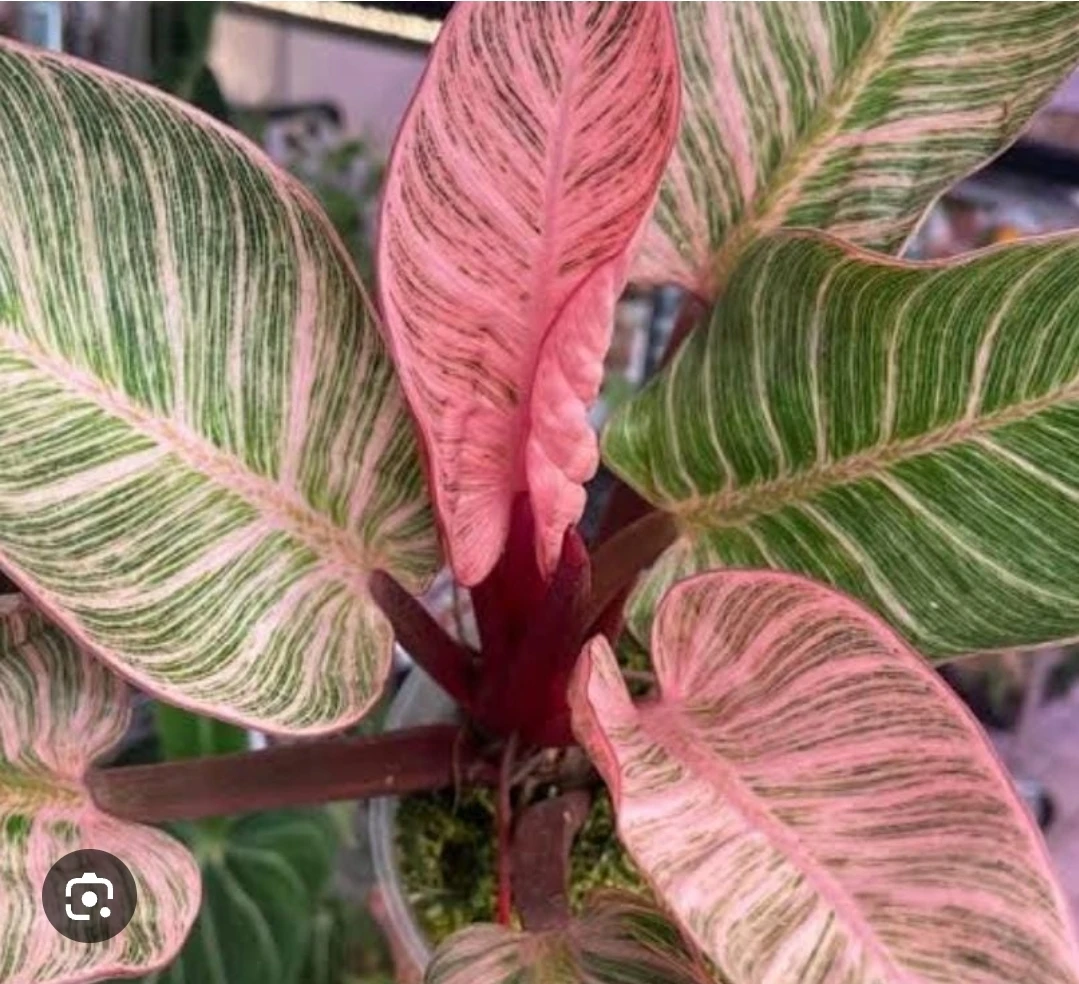Philodendron Pink birkin
