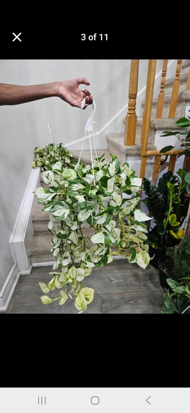 Manjulla Pothos Hanging Plant