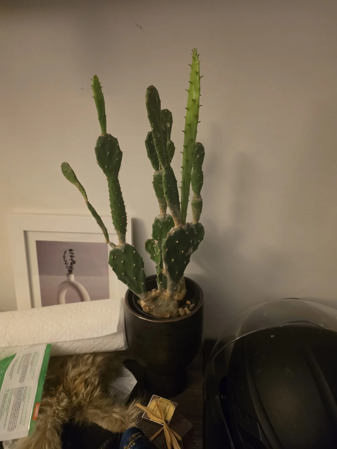 Prickly Pear Cactus in Dark Pot