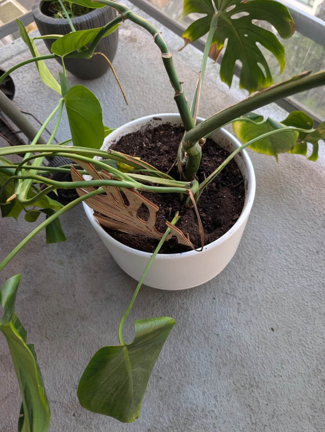 Monstera Deliciosa Plant in White Pot - photo 4