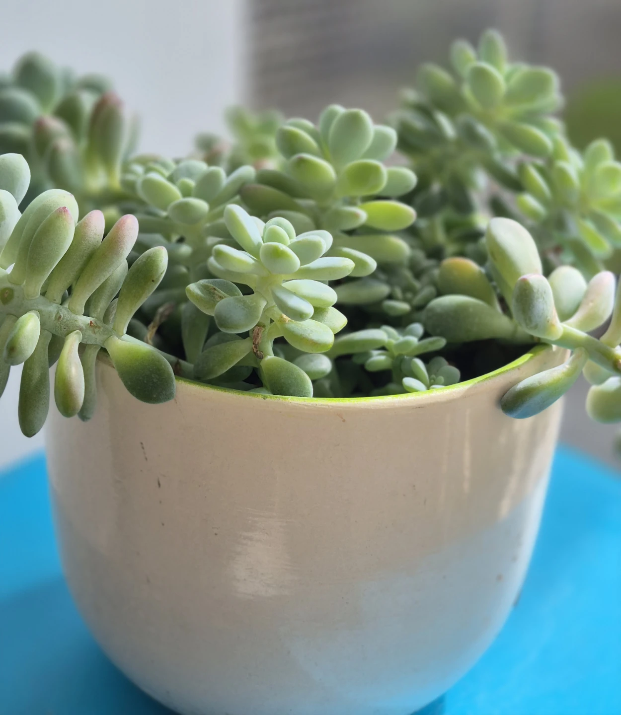 🔥Hot sale🔥Potted succulent plant
