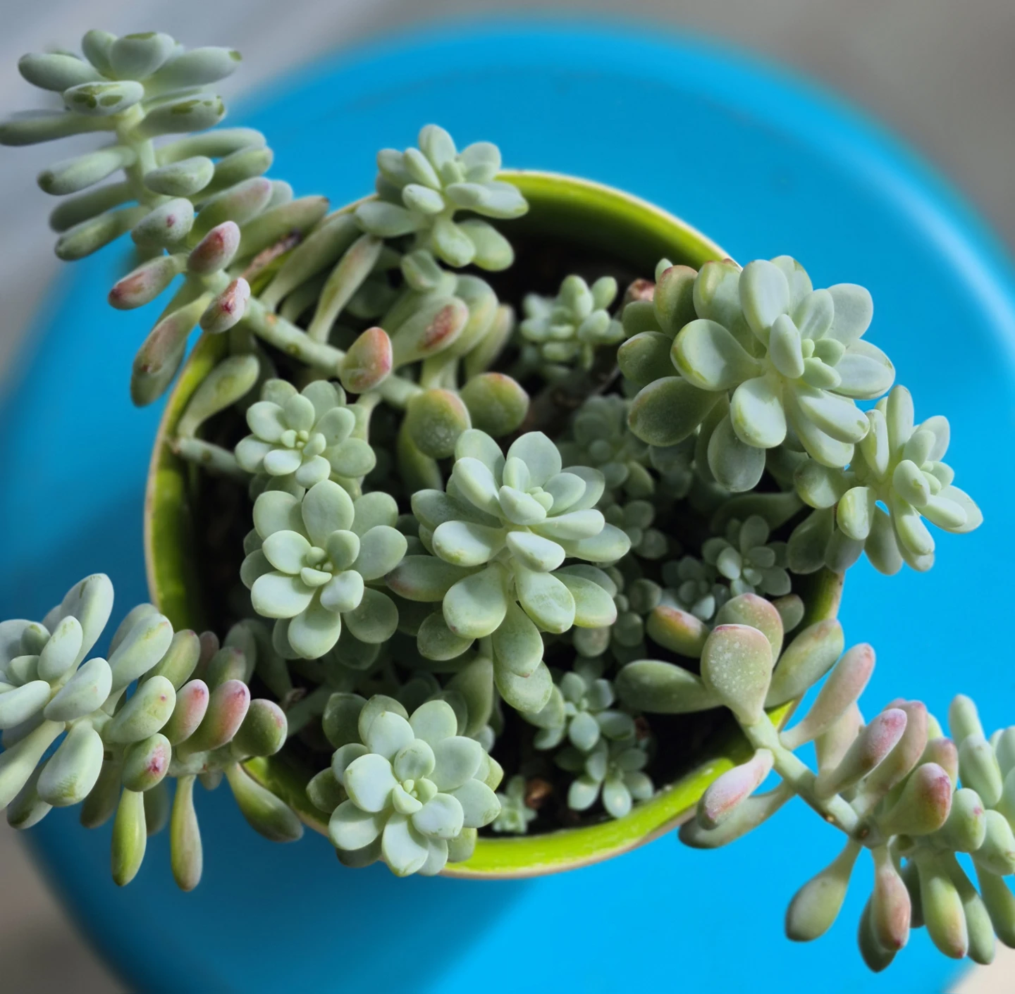 🔥Hot sale🔥Potted succulent plant - photo 3