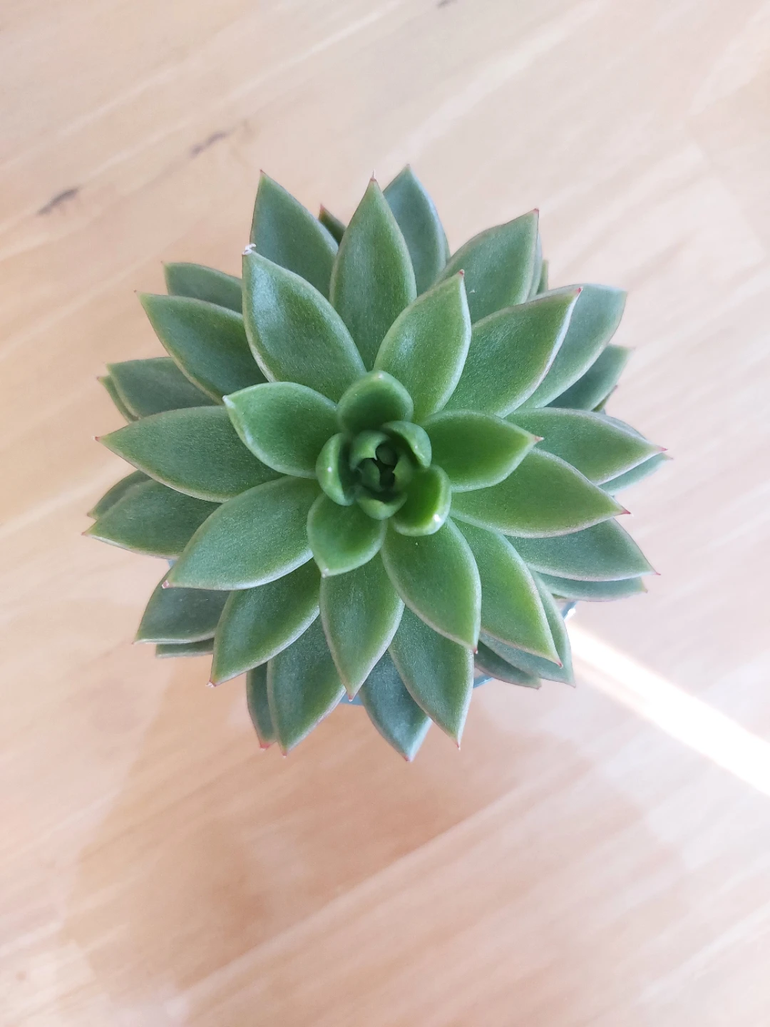 Succulent- Echeveria Agavoides - photo 2
