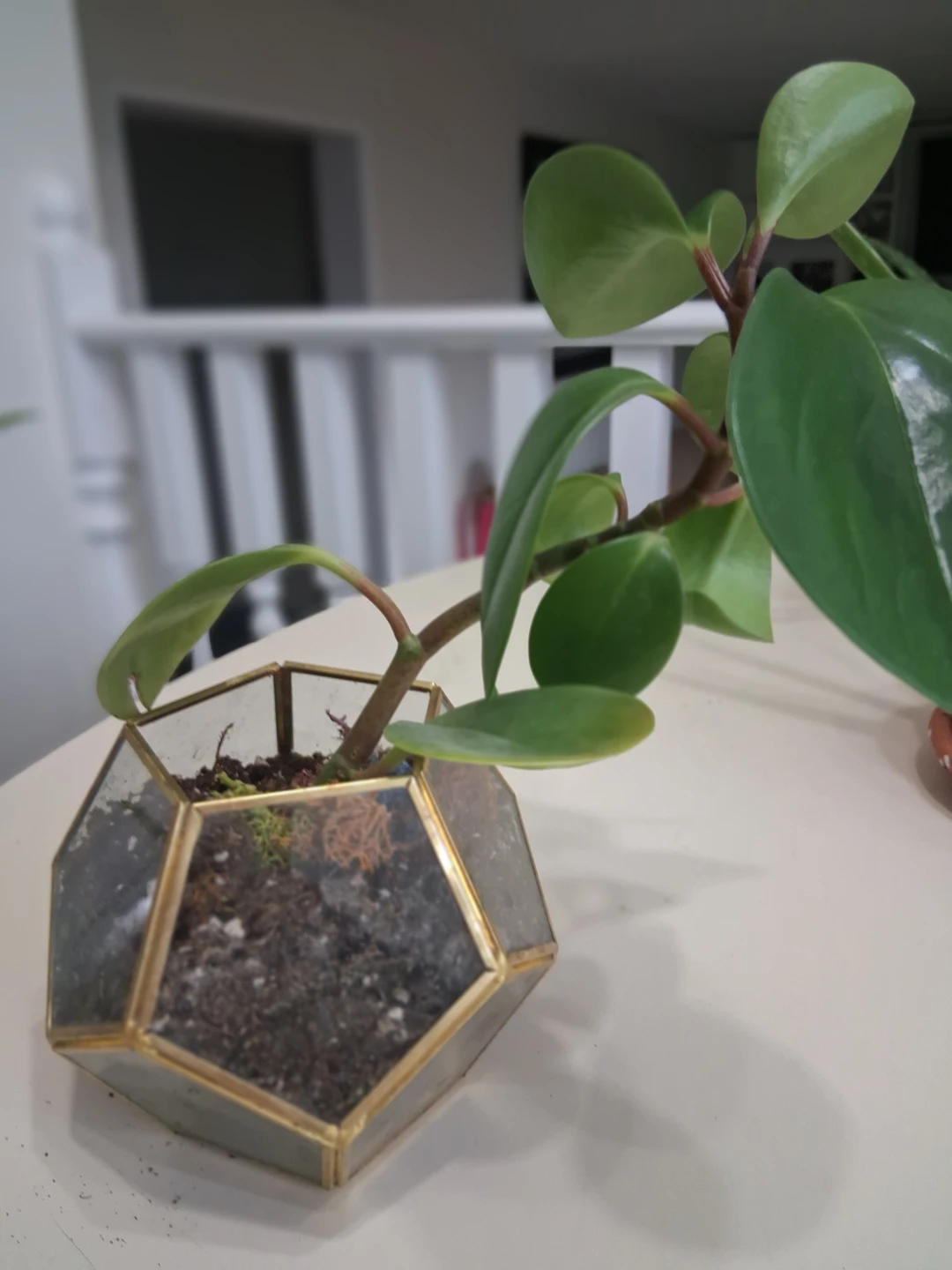 Geometric Glass Planter with Pepperomia plant