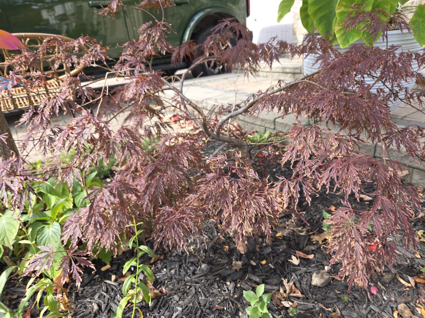 Red Japanese Maple Tree - photo 3