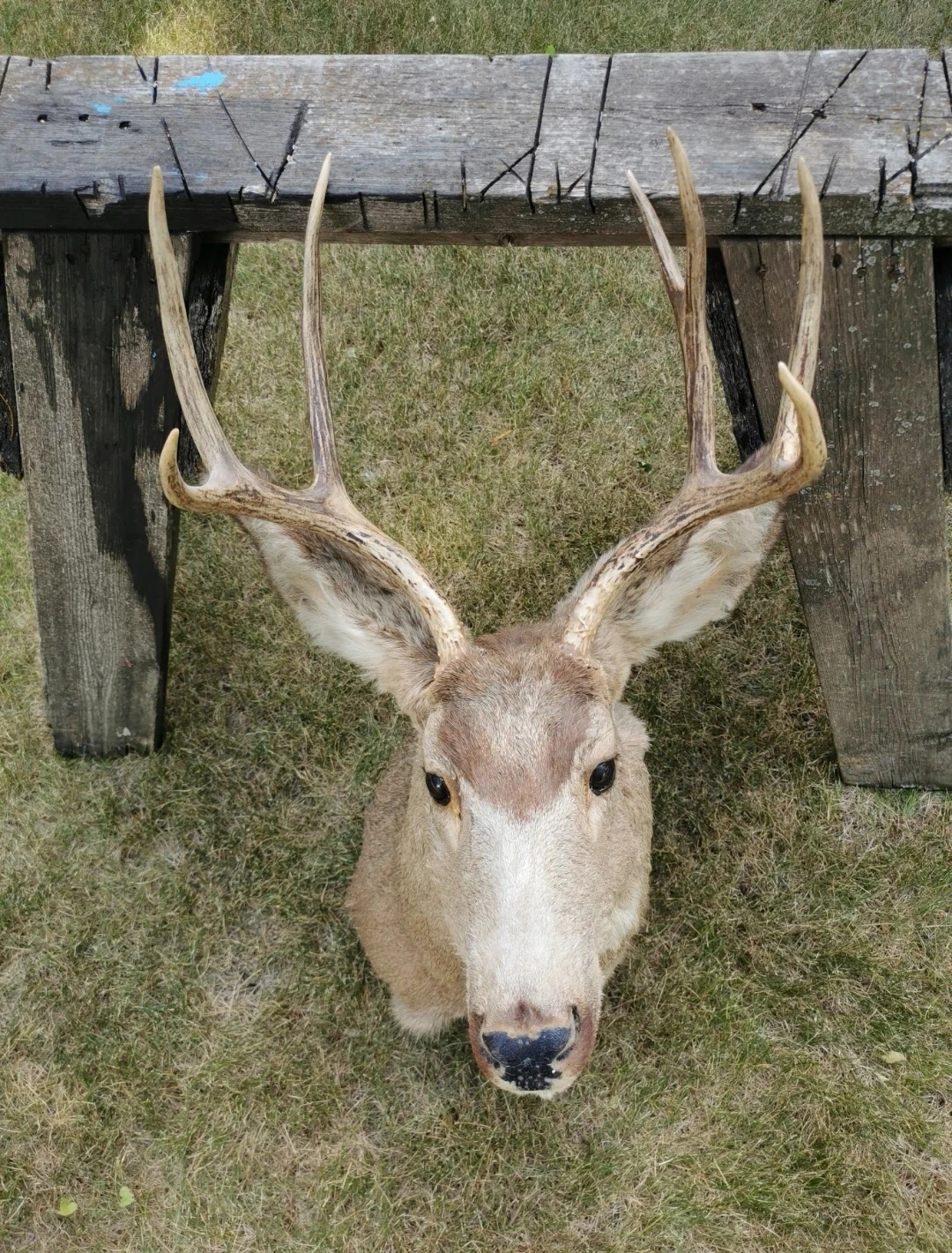 Vintage Deer Shoulder Mount Taxidermy Rustic Cabin - photo 3
