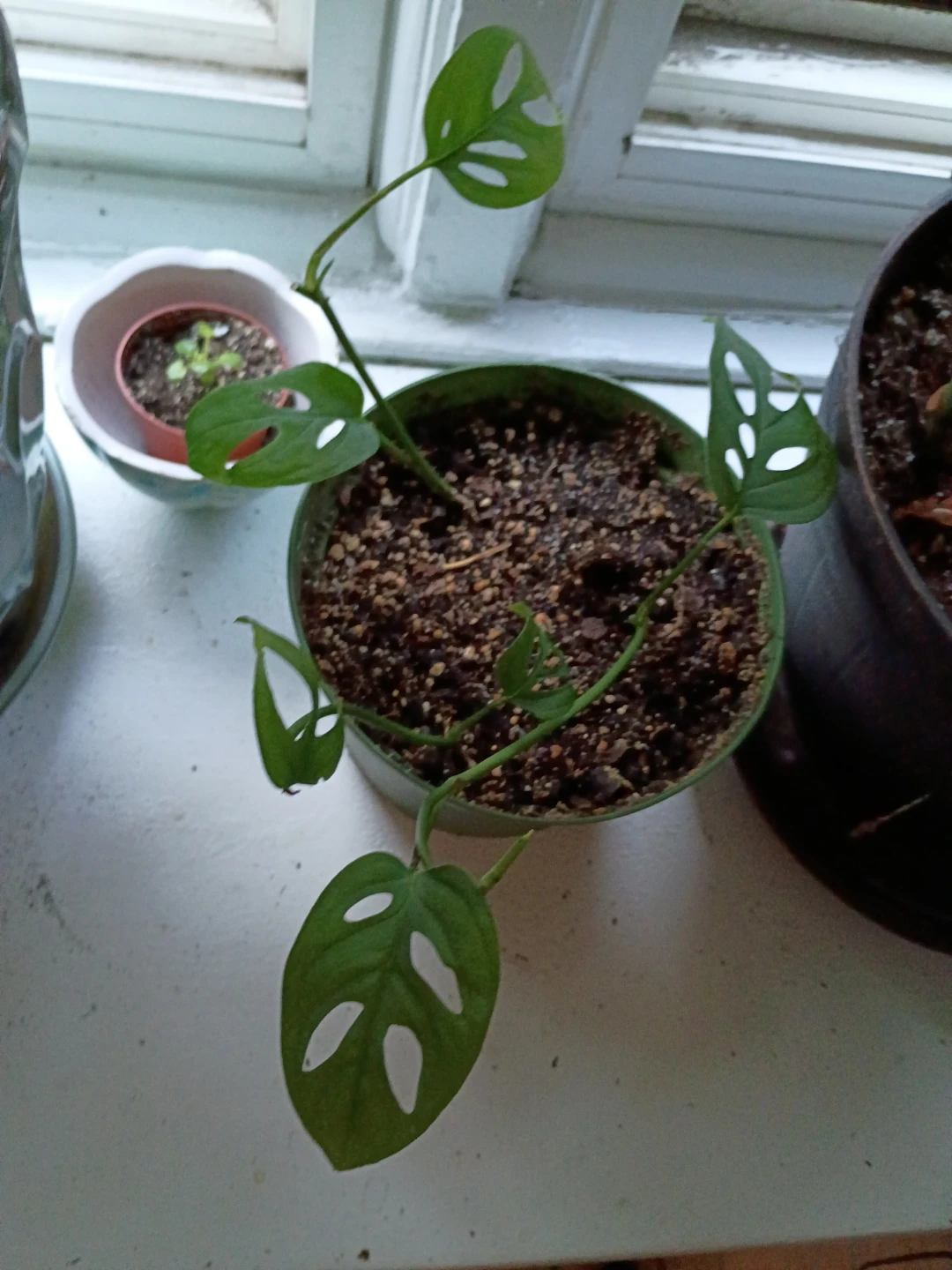 Monkey Mask Monstera