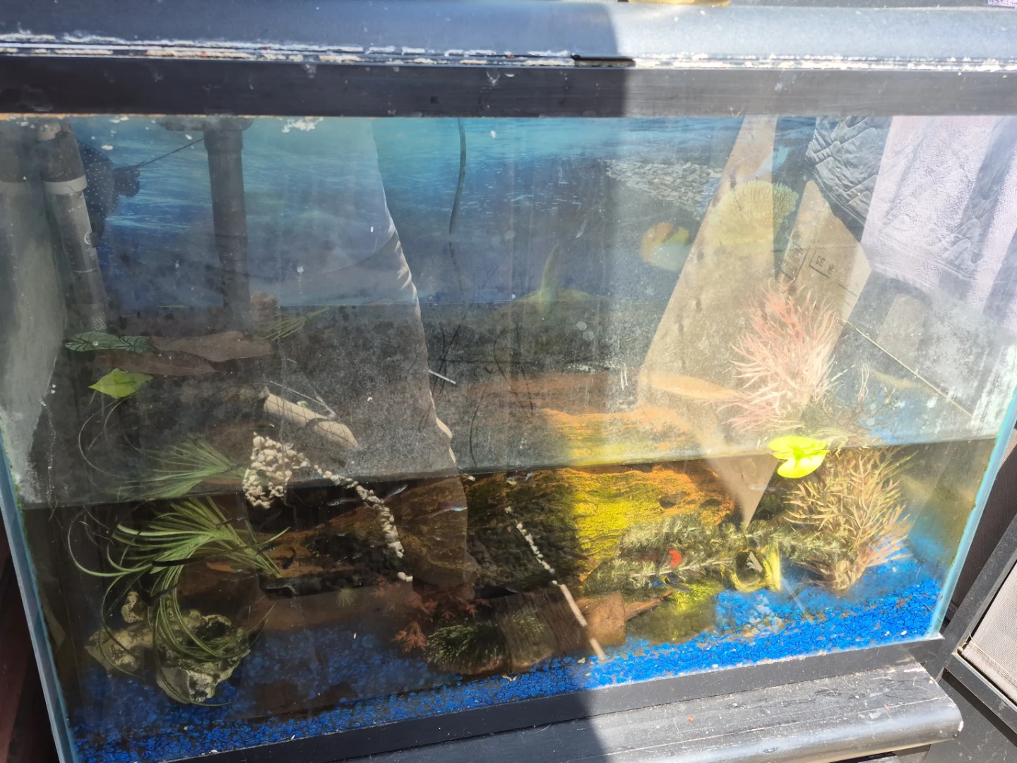 Glass Fish Aquarium