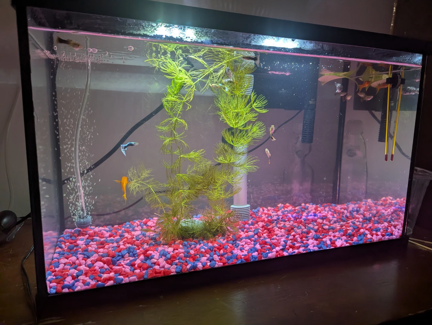 10-Gallon Aquarium Complete Setup - photo 4