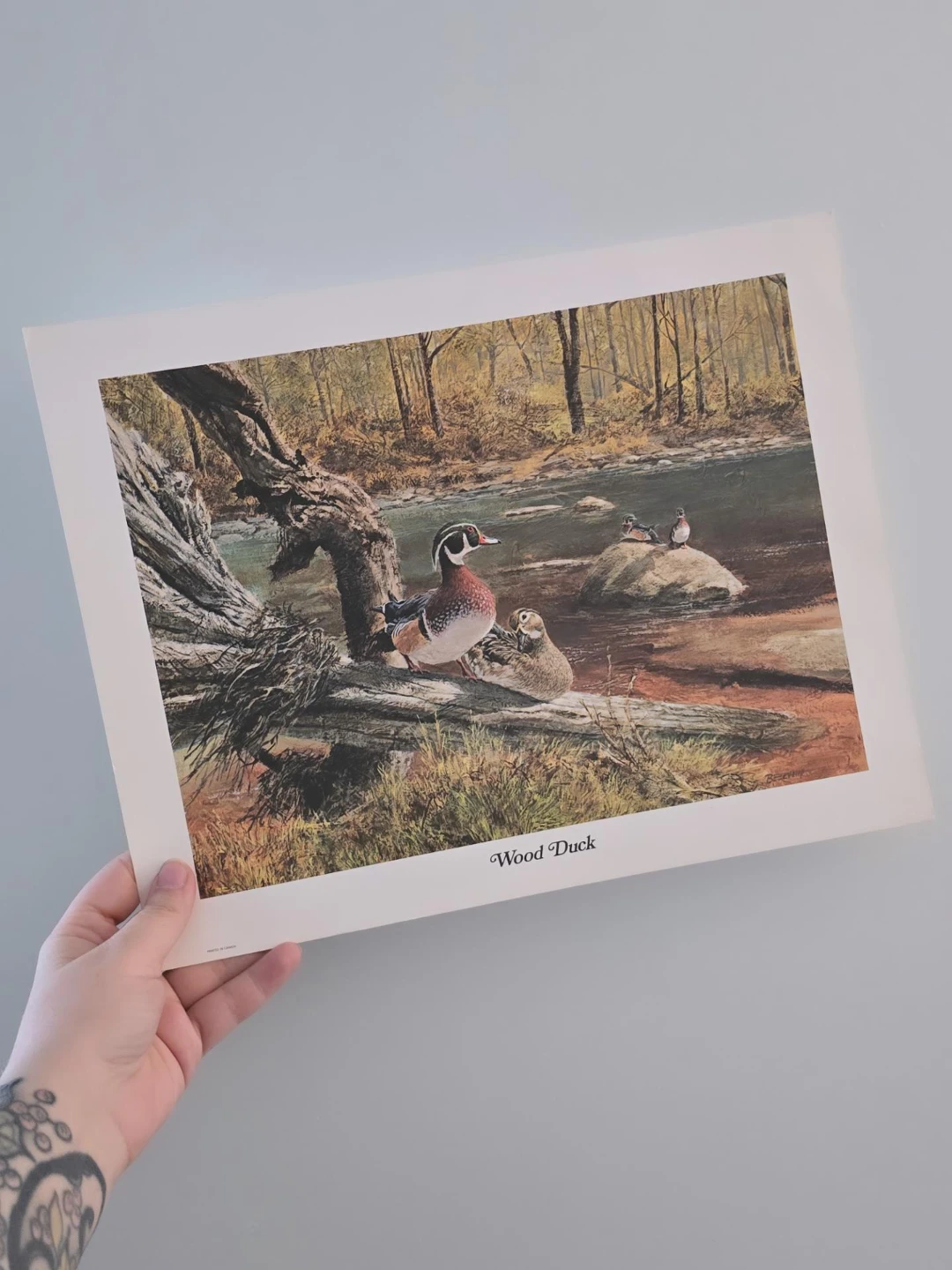 Vintage Wood Duck Art Print