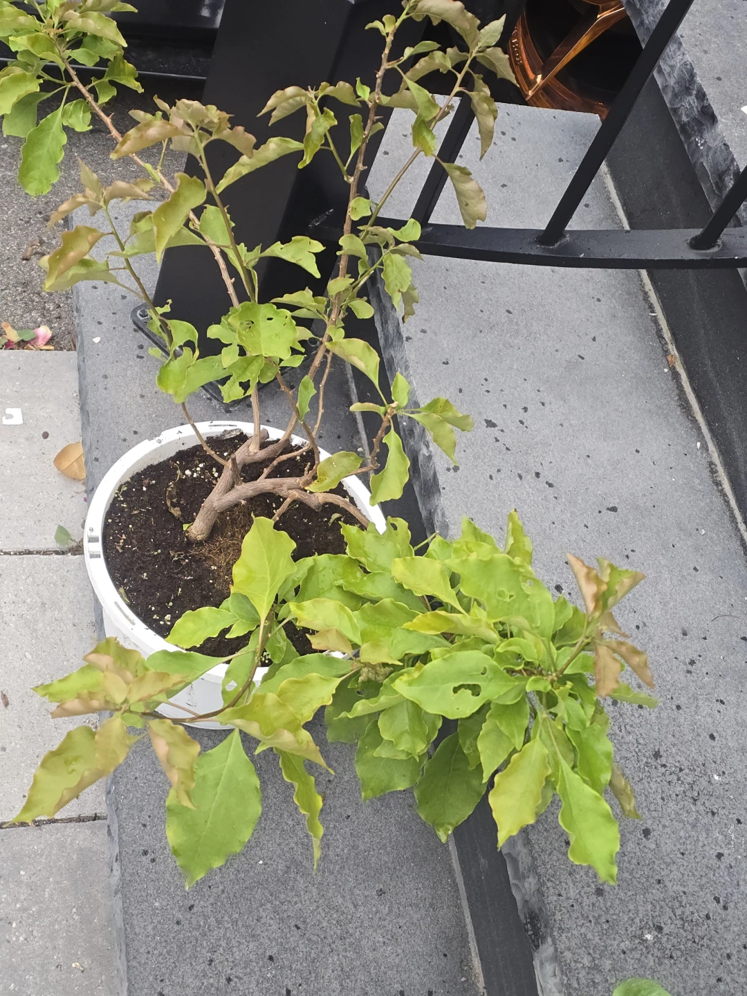 Potted Bougainvillea Plant orange flower - photo 4