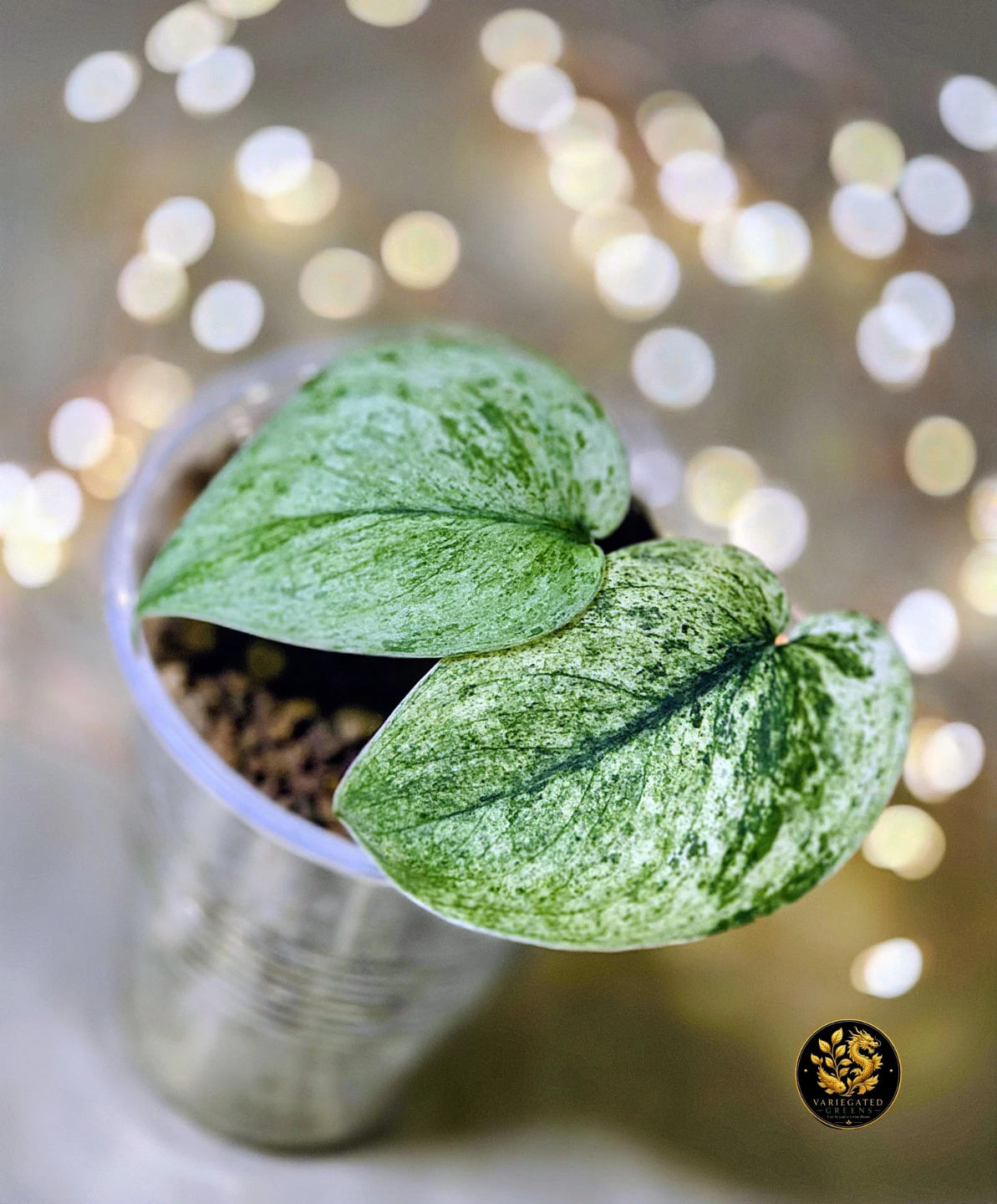 Scindapsus pictus Halimoon "Illuminated Manuscript" - photo 4