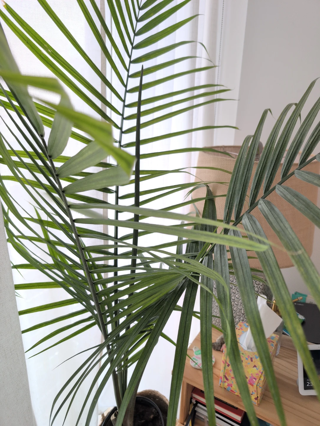 Majesty Palm Plant - photo 2