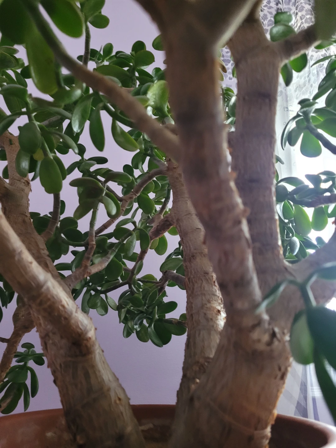 Large Healthy 40-50yr Flowering Jade Plant with Terracotta Pot - photo 5
