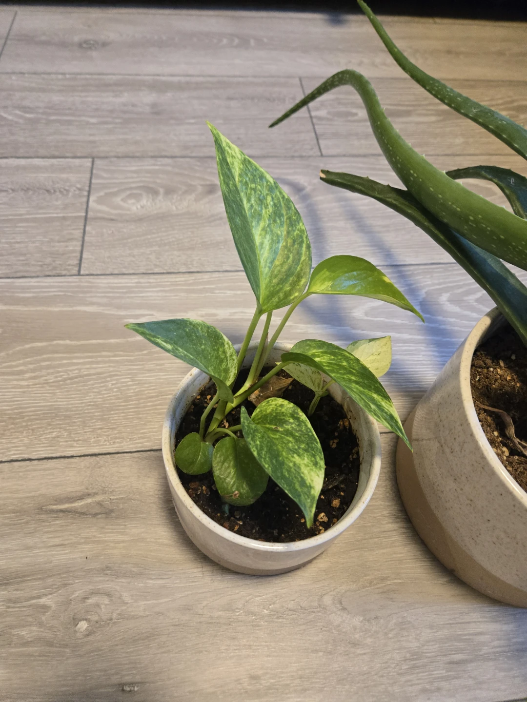 Two Potted Houseplants - photo 2