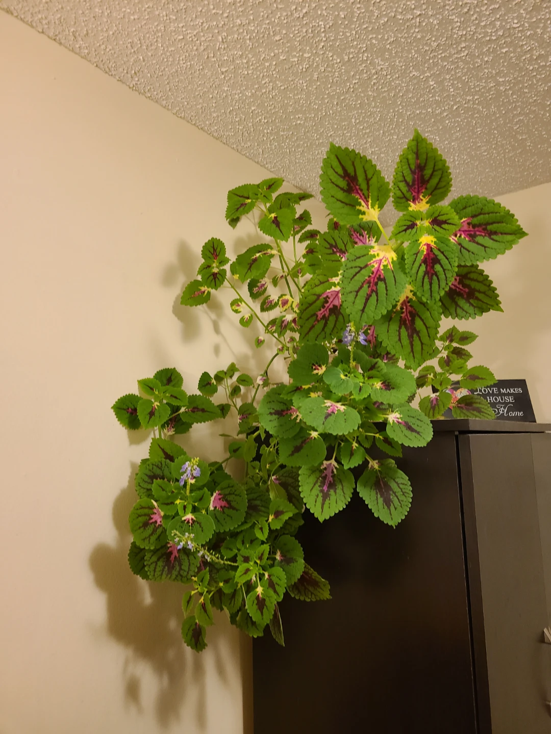 Large Potted Coleus Plant