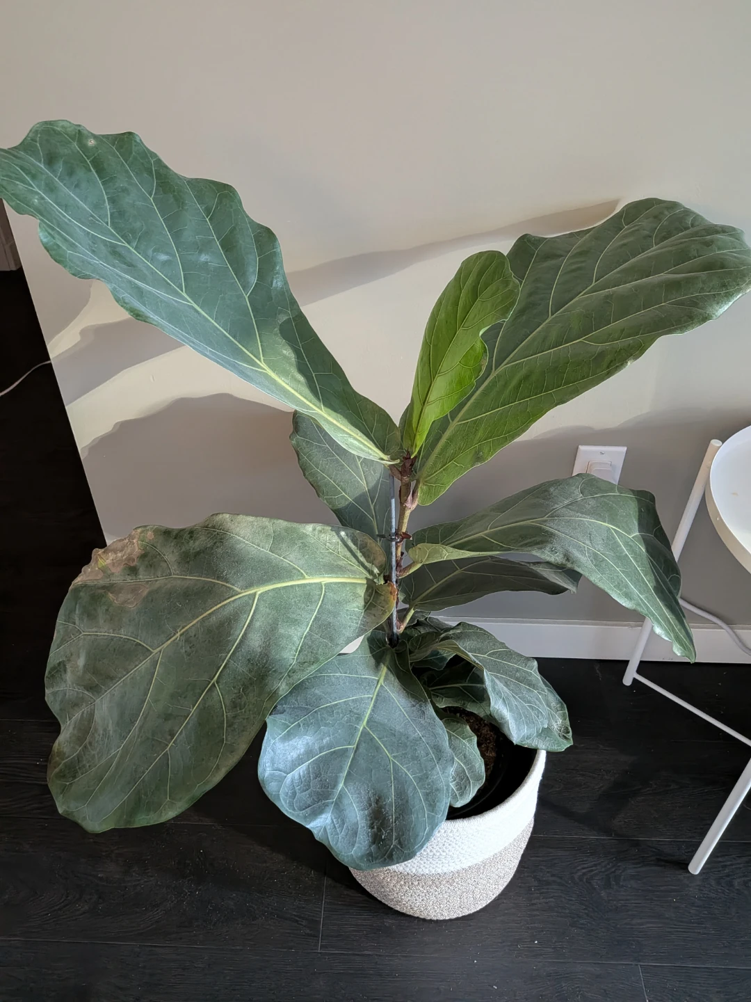 Fiddle leaf fig plant - Medium size