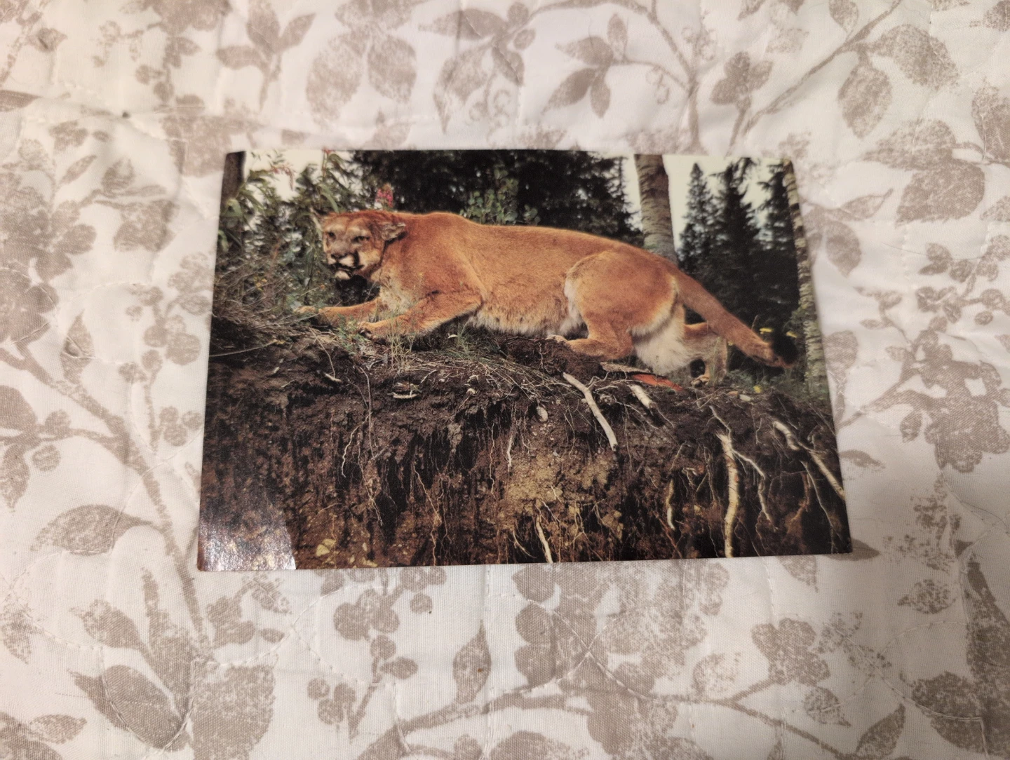 Vintage Vancouver Island Cougar Postcard - photo 2