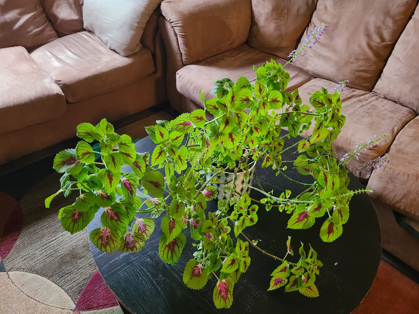 Healthy Coleus Plant in Decorative Pot - photo 2