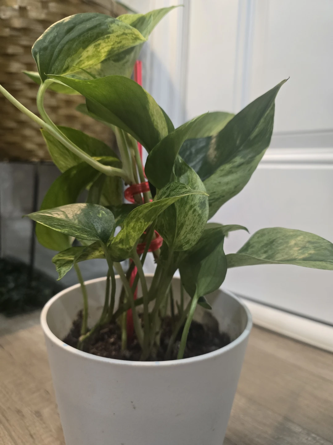 Marbled Pothos Plant - photo 4