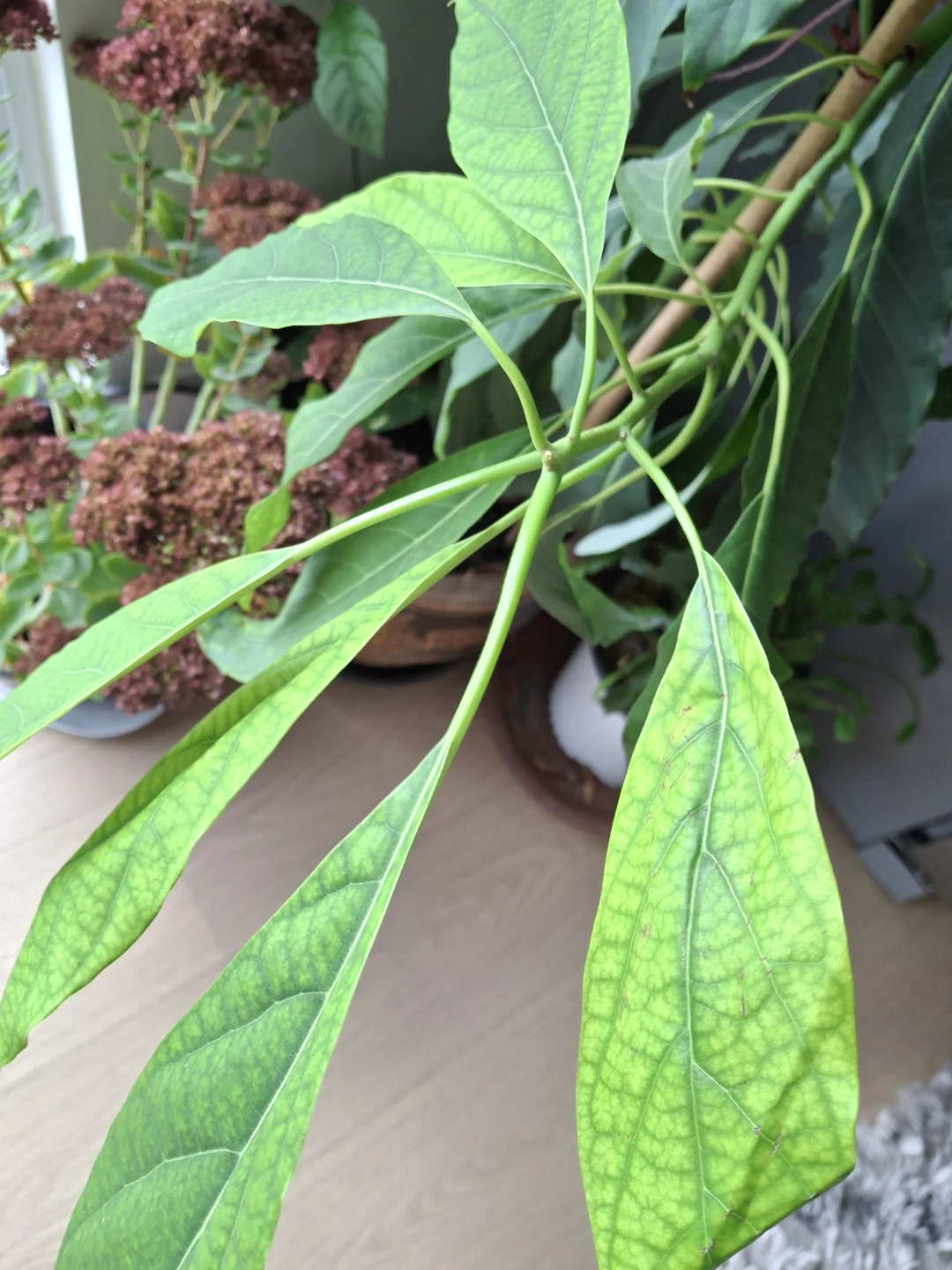 Avocado plant in decorative ceramic pot - photo 2