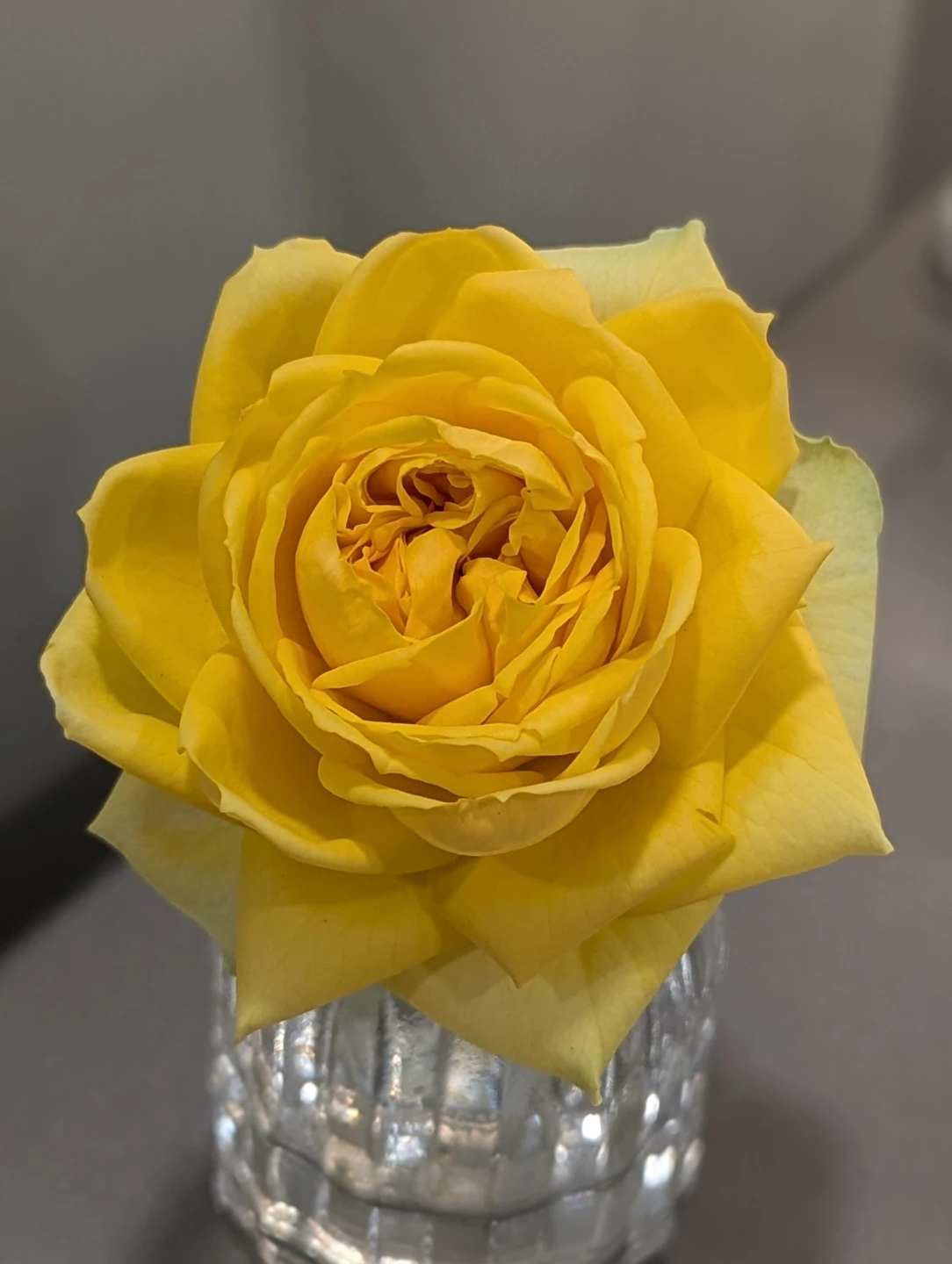Yellow Rose Plant - photo 2